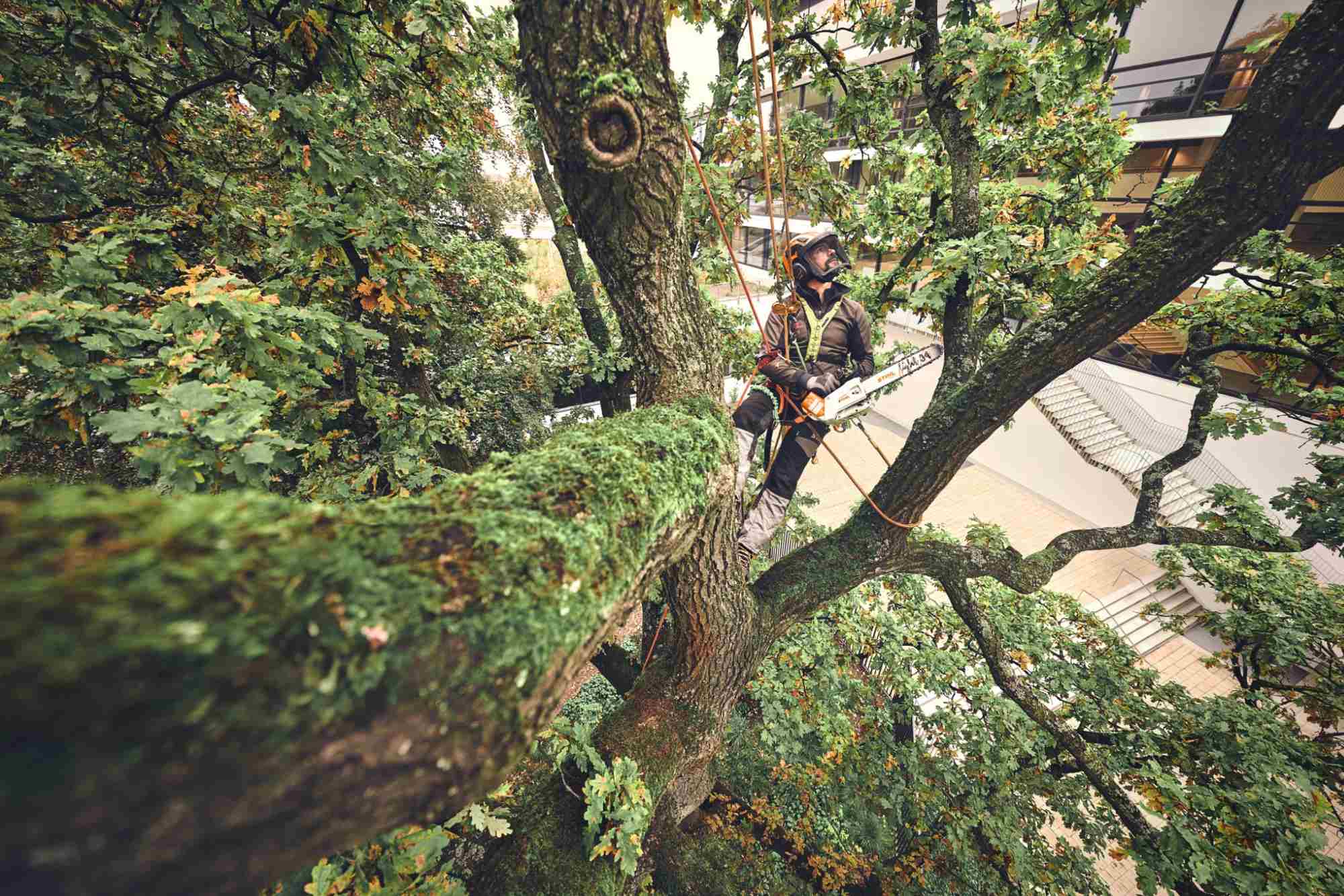 STIHL Akku-Baumpflegesäge MSA 220 T, PS3, Schienenlänge 35 cm - ohne Akku und Ladegerät - Image 3